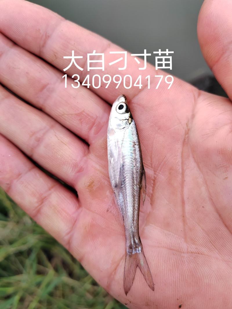 供应翘嘴白，翘嘴鲌，大白刁，翘嘴白鱼苗，大小规格