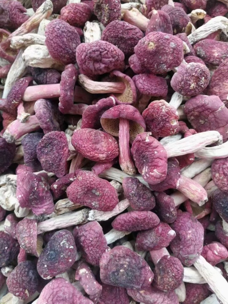 野生红菇