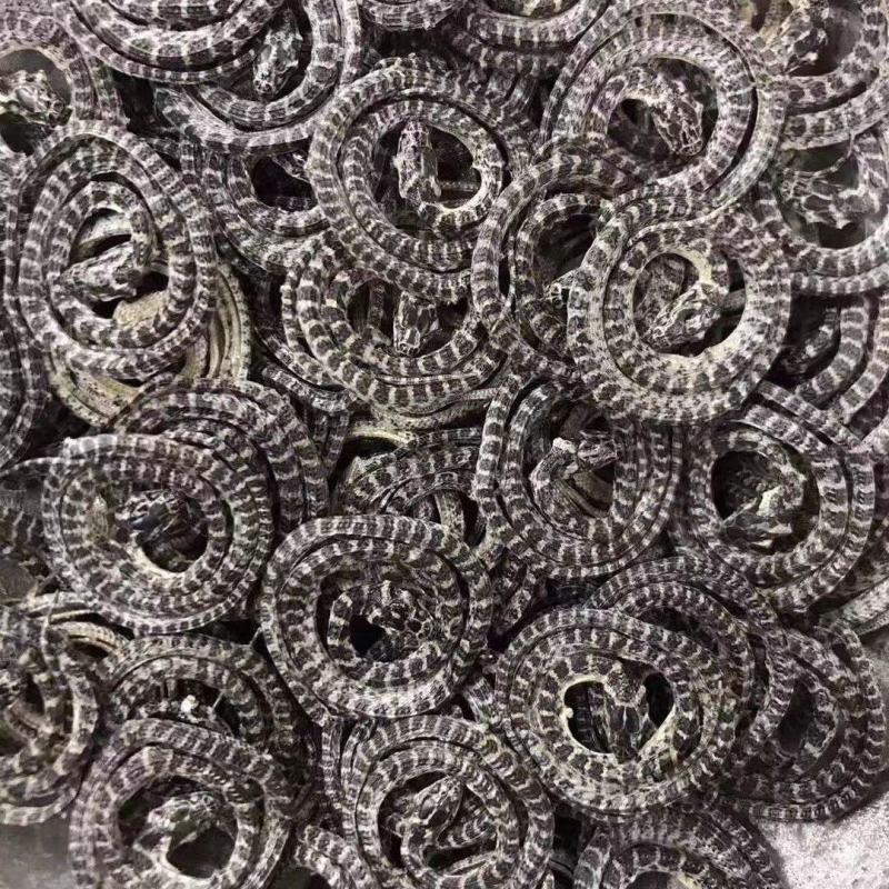 中药材白小花蛇中药材原料金钱小百花蛇干小白蛇正品小百花蛇