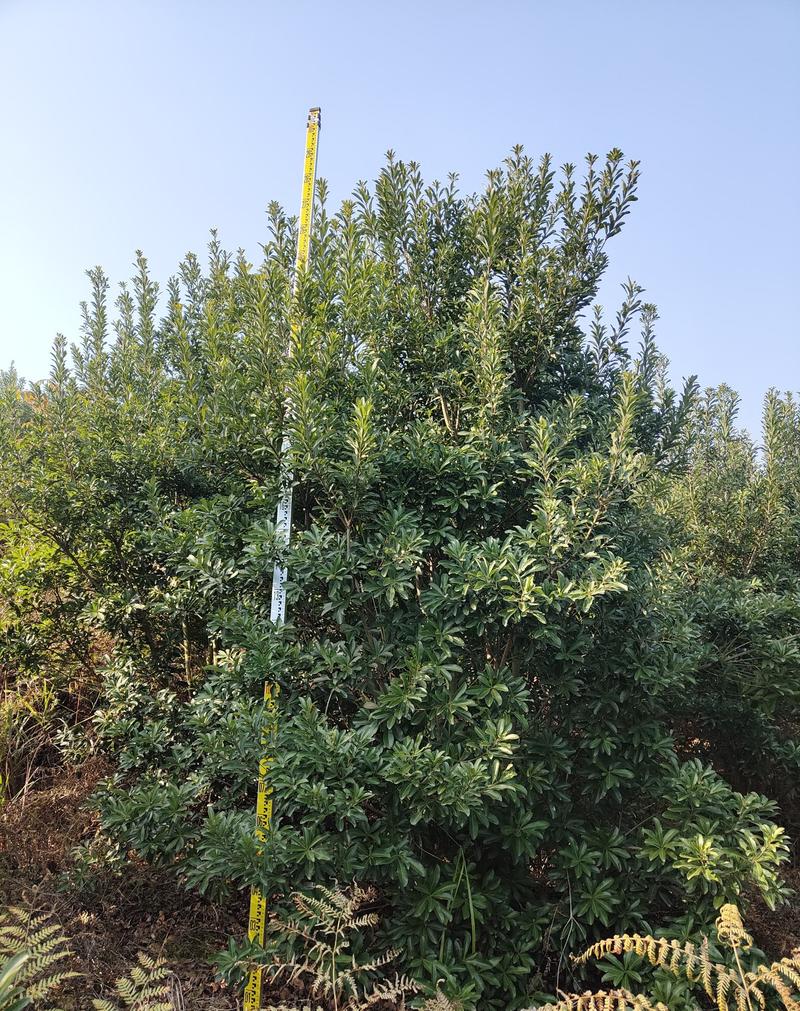 3+3.5米高，3米左右冠幅的杨梅树