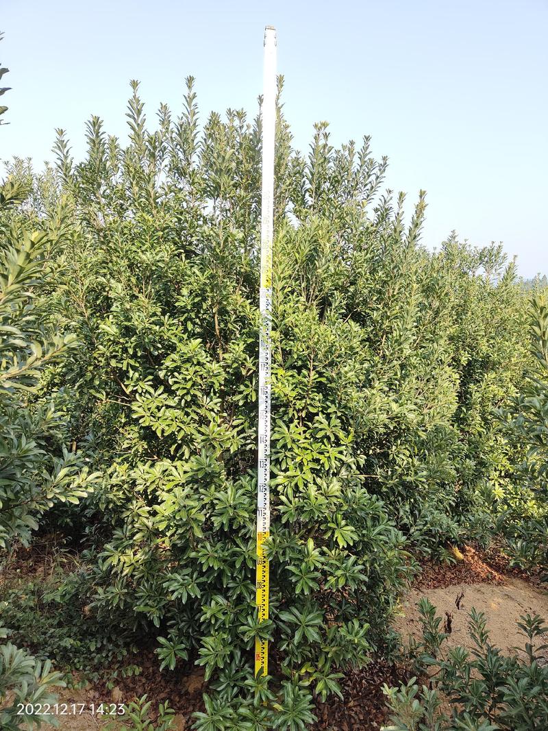 3+3.5米高，3米左右冠幅的杨梅树