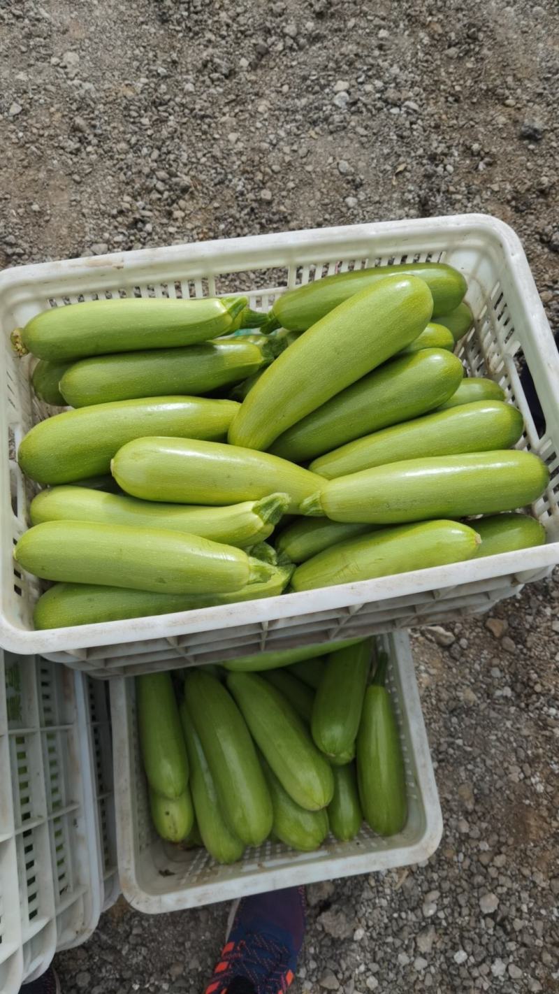 聊城精品西葫芦大量上市中现摘现发对接全国品质保证
