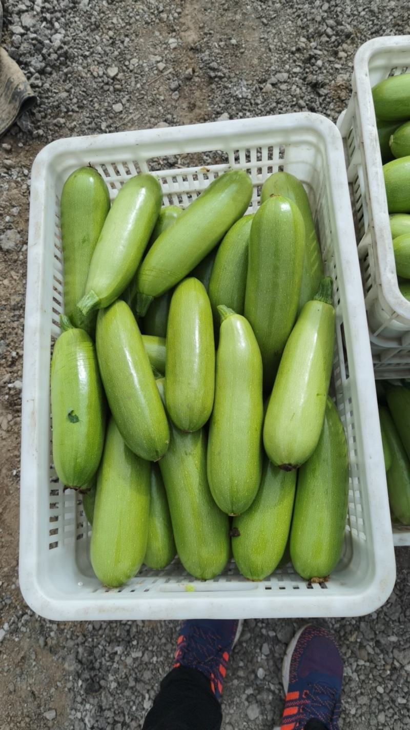 聊城精品西葫芦大量上市中现摘现发对接全国品质保证