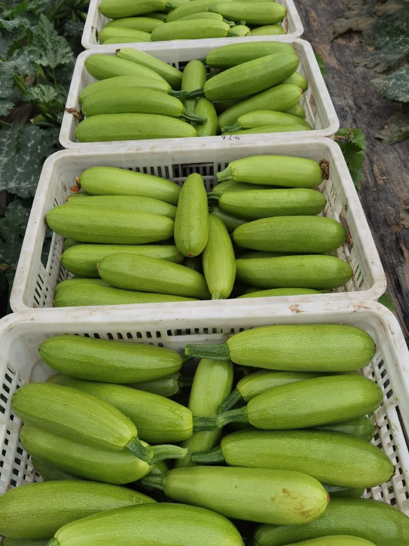 聊城精品西葫芦大量上市中现摘现发对接全国品质保证