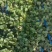 平度穴盘苗，无土栽培，无菌，病害隔离，提前上市，放心栽培