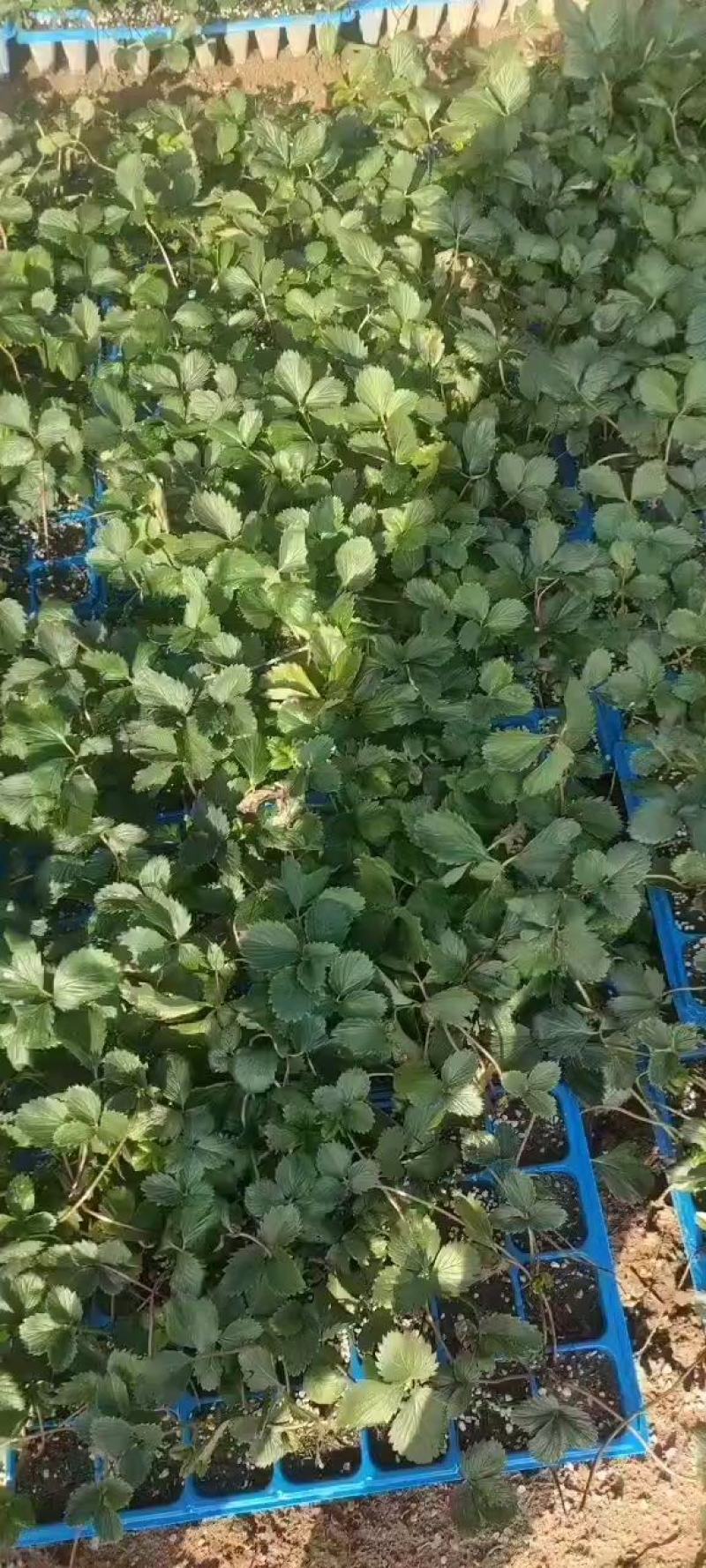 平度穴盘苗，无土栽培，无菌，病害隔离，提前上市，放心栽培
