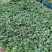 平度穴盘苗，无土栽培，无菌，病害隔离，提前上市，放心栽培