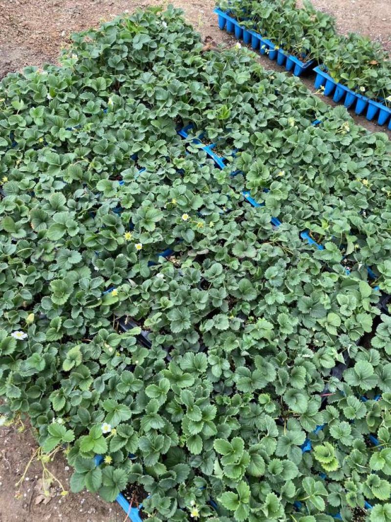 平度穴盘苗，无土栽培，无菌，病害隔离，提前上市，放心栽培