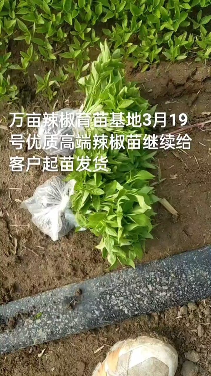 高端螺丝椒线椒牛角椒薄皮椒，朝天椒苗品种齐全基地直供