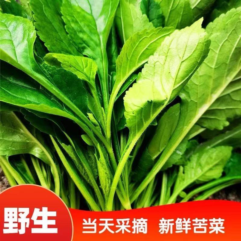 苦菜