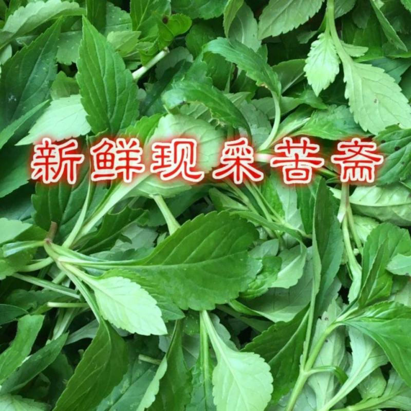 苦菜