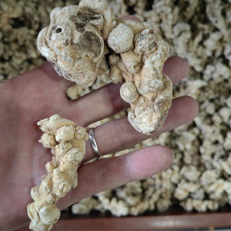 竹节参竹节三七竹根七高山人参量大从优产地发货