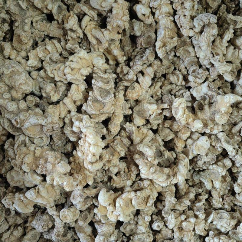 竹节参竹节三七竹根七高山人参量大从优产地发货
