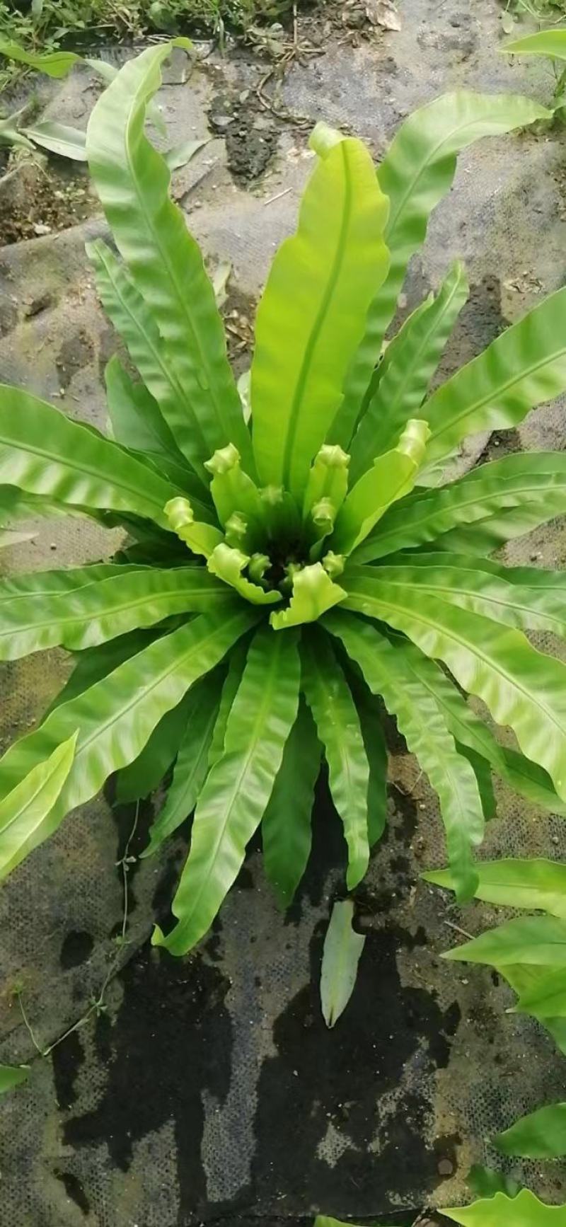 鸟巢蕨