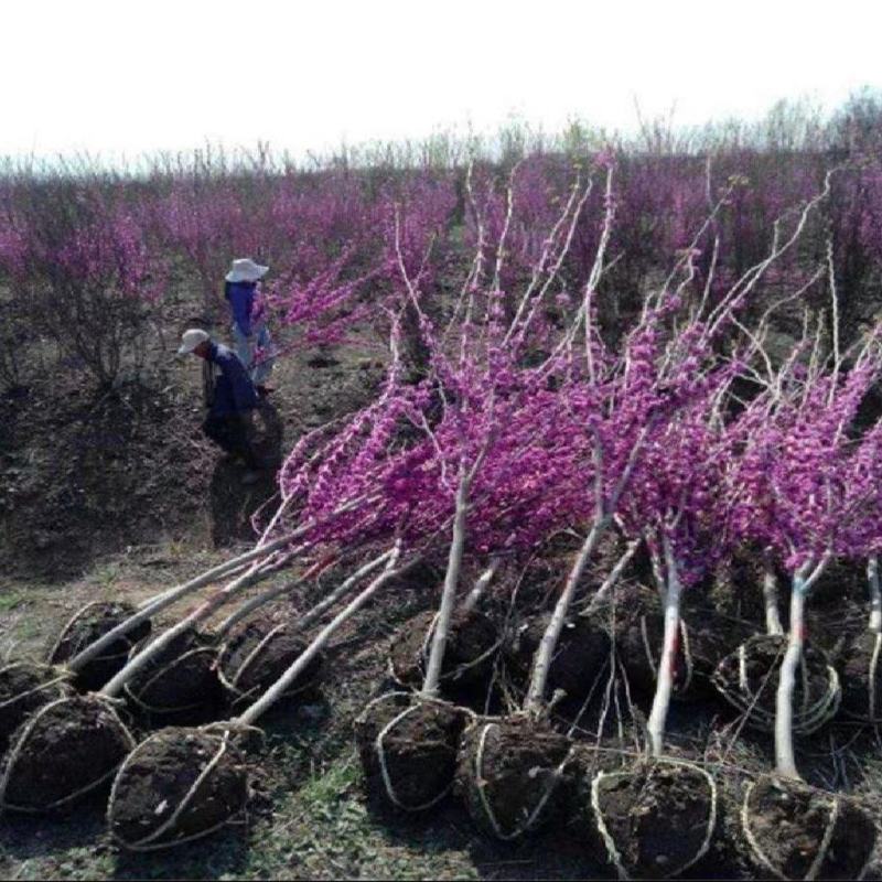 紫荆紫荆花树苗紫荆苗开花植物耐寒绿化工程