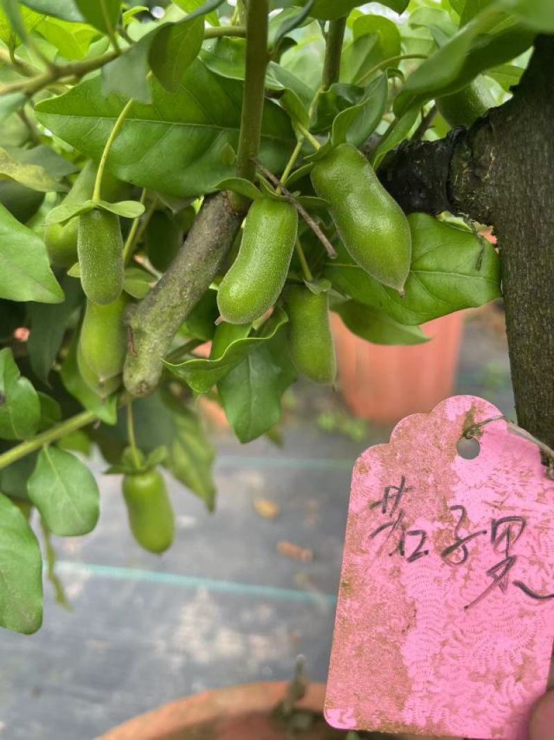 金弹子盆景量大从优产地发货欢迎全国老板前来考察