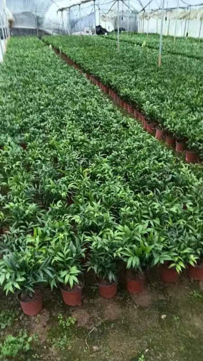 竹柏大中小基地直发