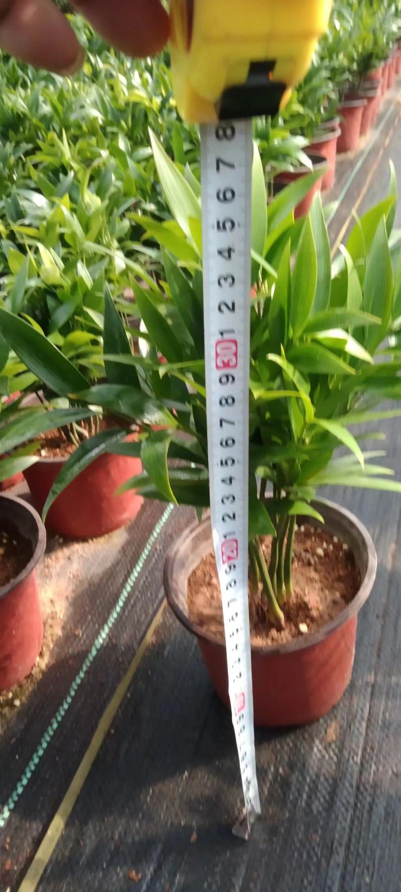 竹柏大中小基地直发