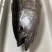 冰鲜-黄鳍金枪鱼-去肚去腮