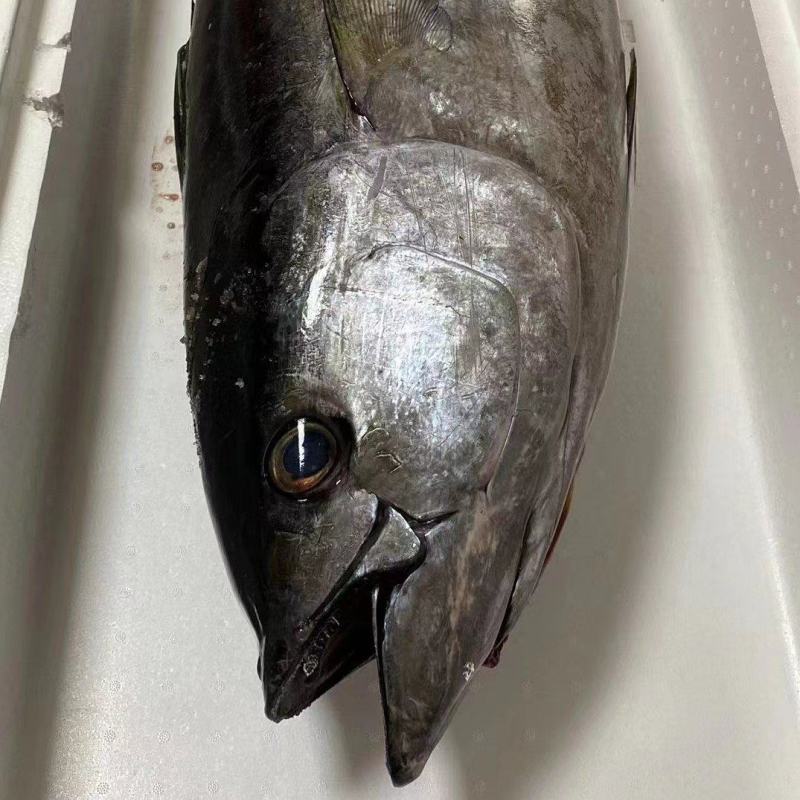 冰鲜-黄鳍金枪鱼-去肚去腮