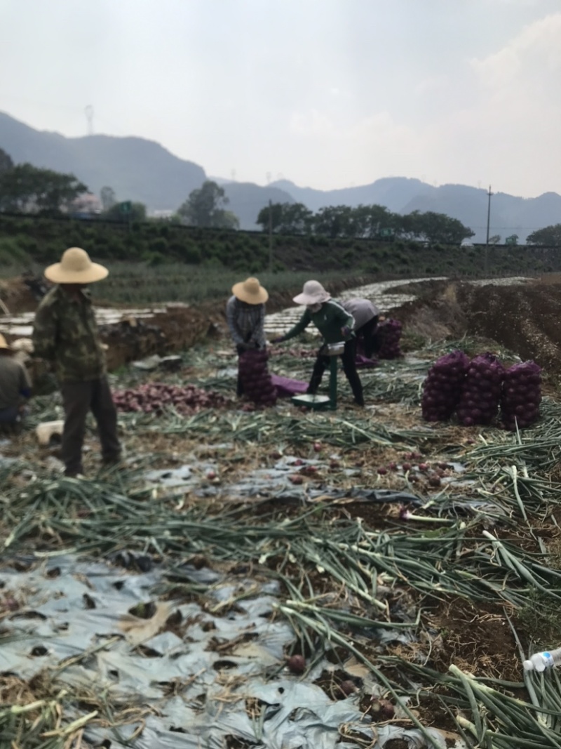 河南洋葱大量上市，现挖现发，新鲜红皮洋葱，代发批发