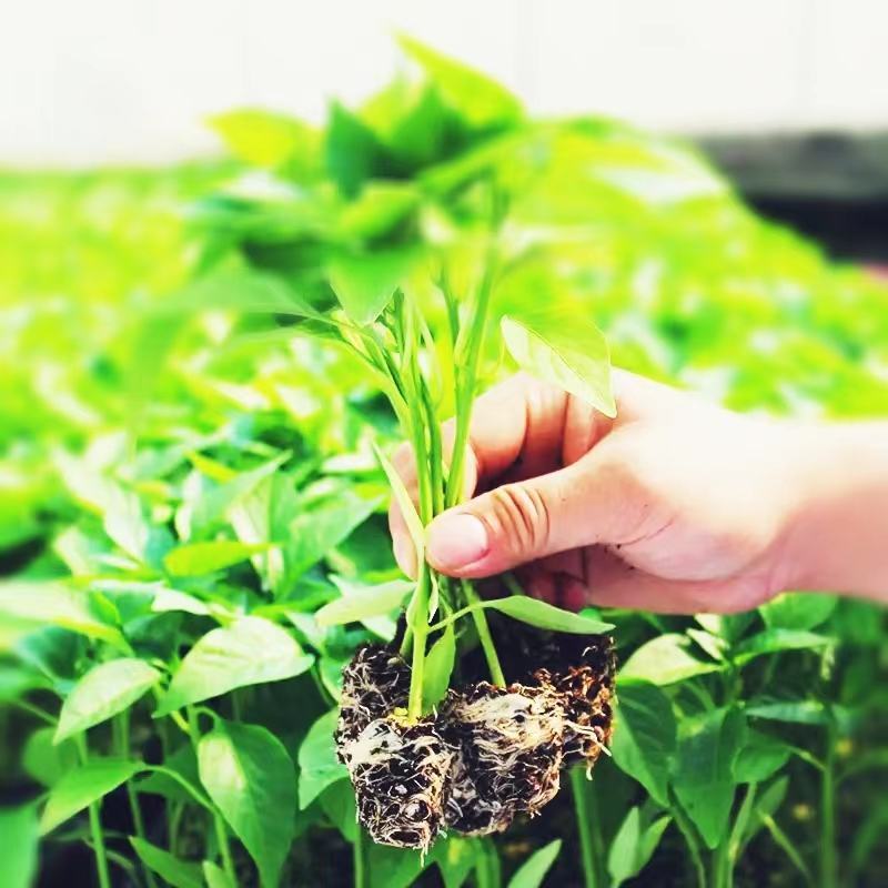广东厂家直发育苗基质瓜果蔬菜辣椒等专用育苗基质