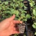 广东厂家直发育苗基质瓜果蔬菜辣椒等专用育苗基质