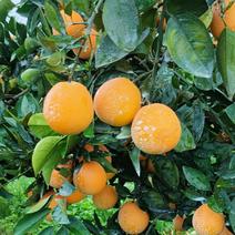 纯农家肥种植。高山早熟夏橙。皮薄多汁。口感纯甜。