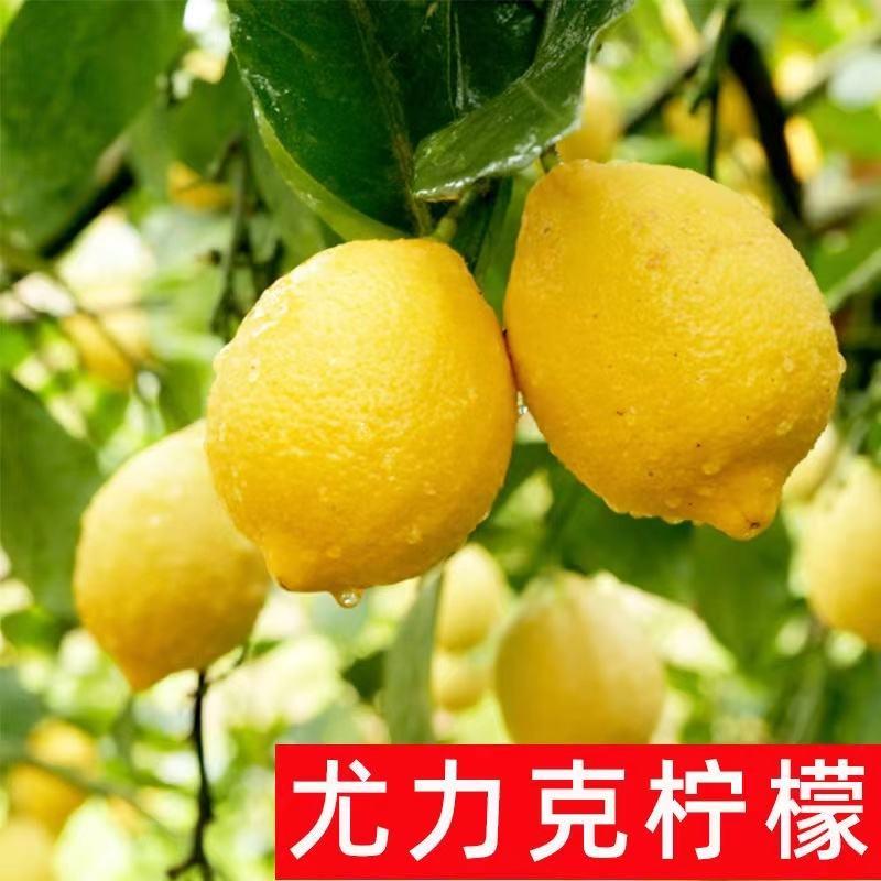 【推荐】尤力克柠檬苗品种纯正实地考察签合同欢迎下单
