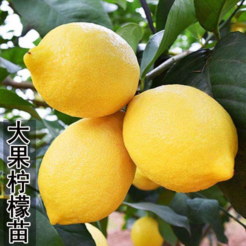 【推荐】尤力克柠檬苗品种纯正实地考察签合同欢迎下单