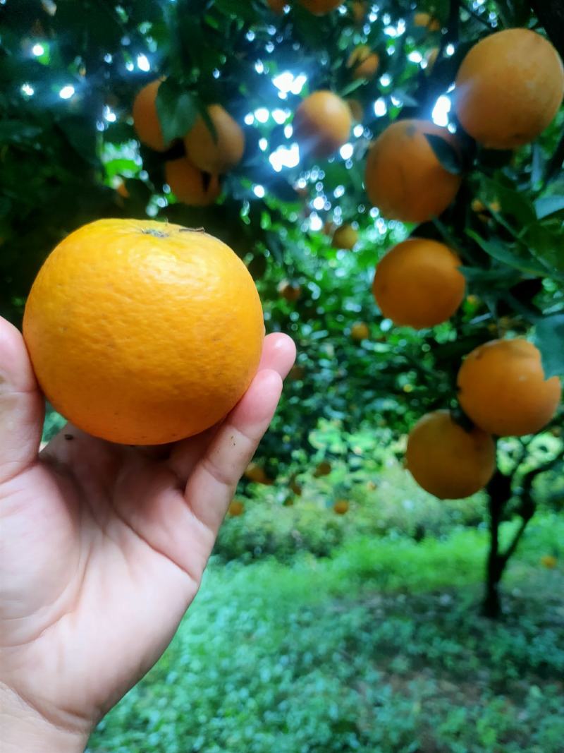 纯农家肥种植。高山早熟夏橙。皮薄多汁。口感纯甜。