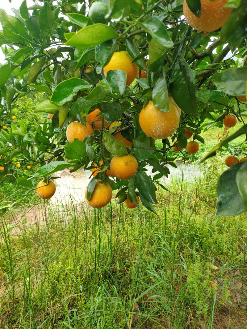 纯农家肥种植。高山早熟夏橙。皮薄多汁。口感纯甜。