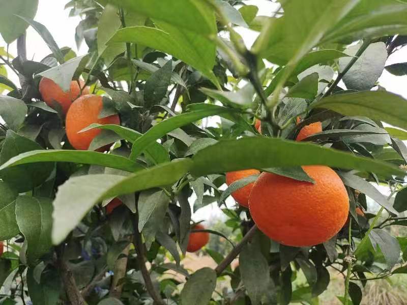重庆有籽沃柑、091无籽沃柑大量供应，全国代发