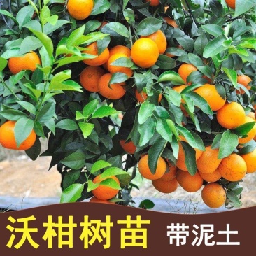 【牛商优选】四川沃柑苗苗场直供免费技术指导欢迎来电
