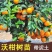 【牛商优选】四川沃柑苗苗场直供免费技术指导欢迎来电