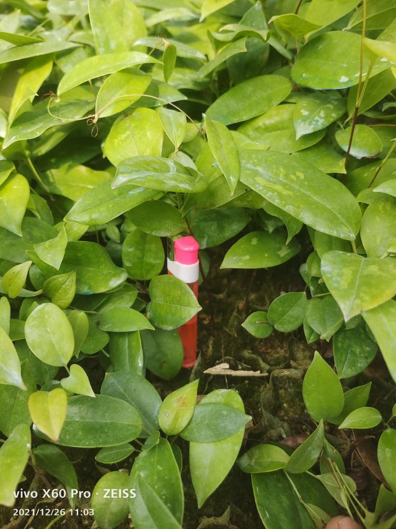 土茯苓苗，苗场直销，大小数一样底价批发，可以现场看苗