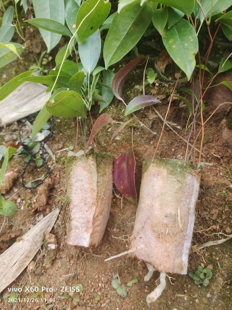 土茯苓苗，苗场直销，大小数一样底价批发，可以现场看苗