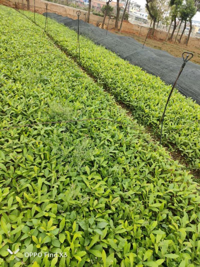 麻栎小杯苗大量现货供应。欢迎各位老总来电咨询