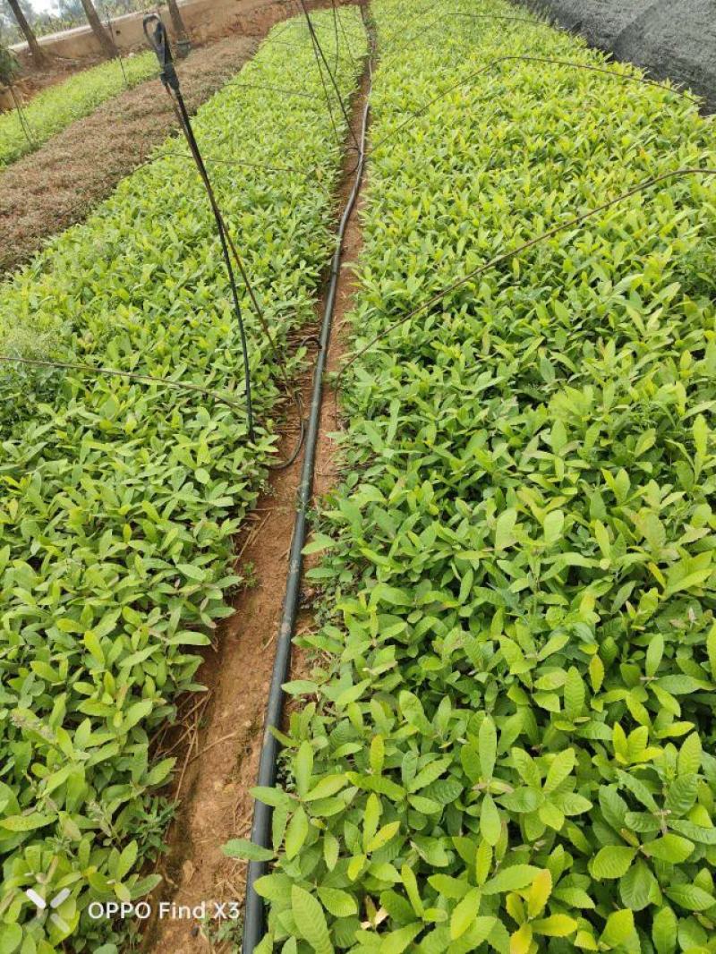 麻栎小杯苗大量现货供应。欢迎各位老总来电咨询