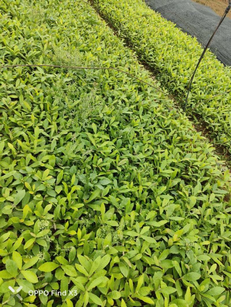 麻栎小杯苗大量现货供应。欢迎各位老总来电咨询