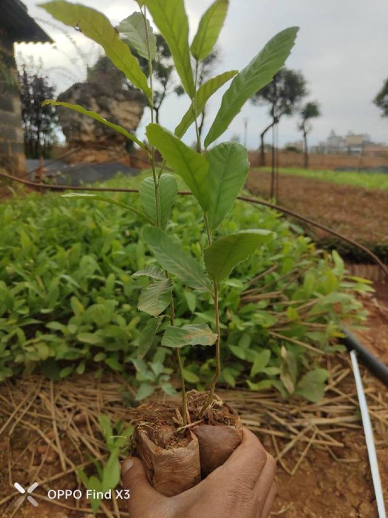 麻栎小杯苗大量现货供应。欢迎各位老总来电咨询