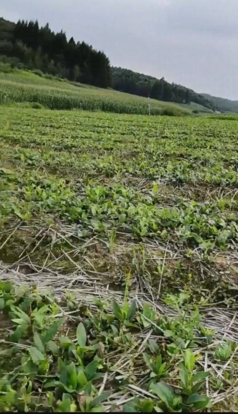 条形朱砂点一年苗
