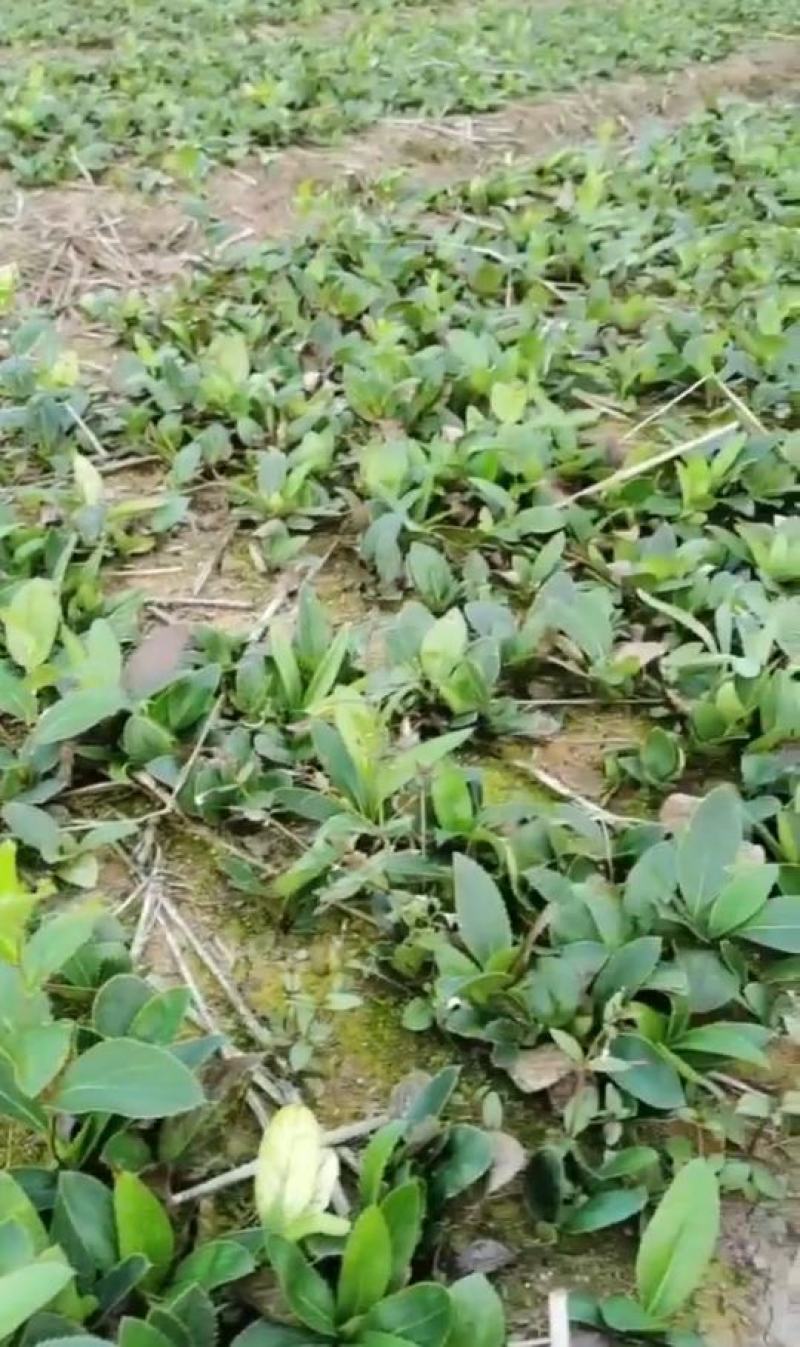 条形朱砂点一年苗