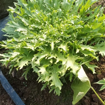 沈阳苦菊