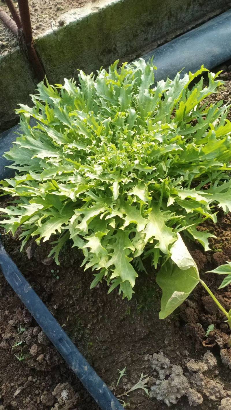 沈阳苦菊