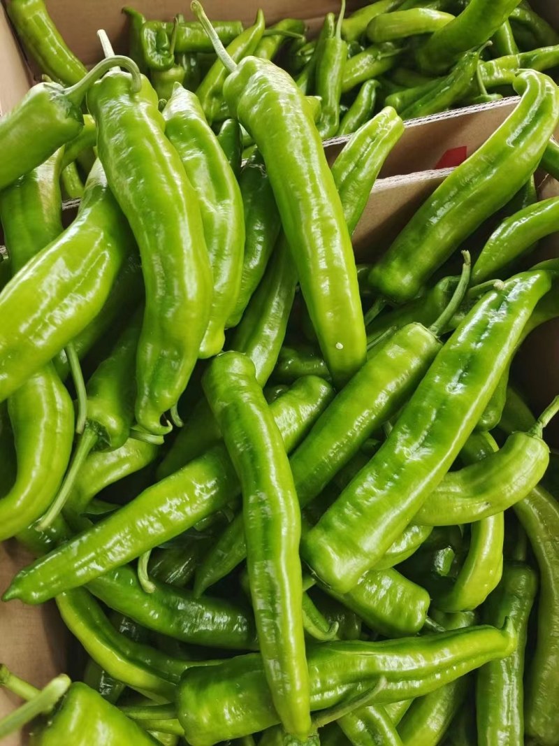 广西灵山**辣椒，大尖椒，青椒，炮椒全国发货