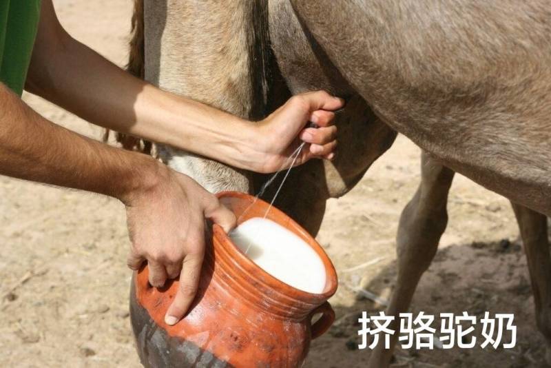 生鲜骆驼奶3斤3瓶包邮当日现挤纯驼奶顺丰空运快递速达
