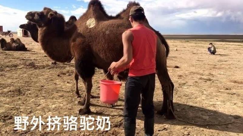 生鲜骆驼奶3斤3瓶包邮当日现挤纯驼奶顺丰空运快递速达