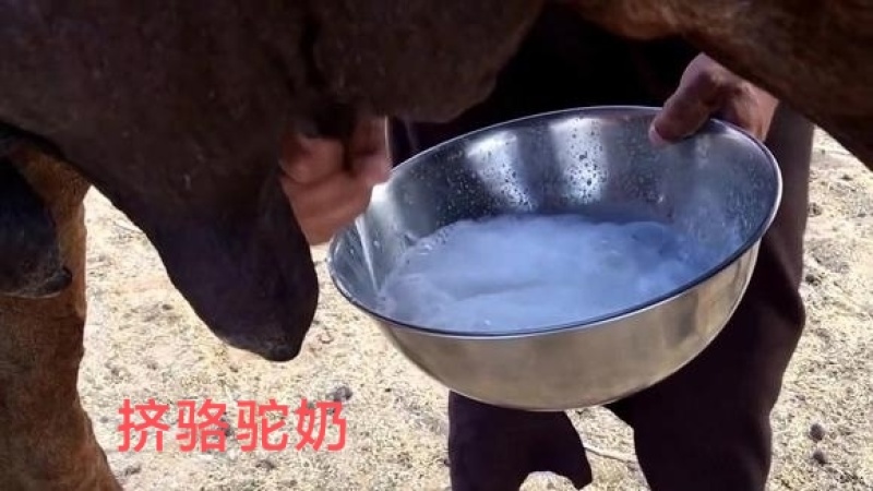 生鲜骆驼奶3斤3瓶包邮当日现挤纯驼奶顺丰空运快递速达