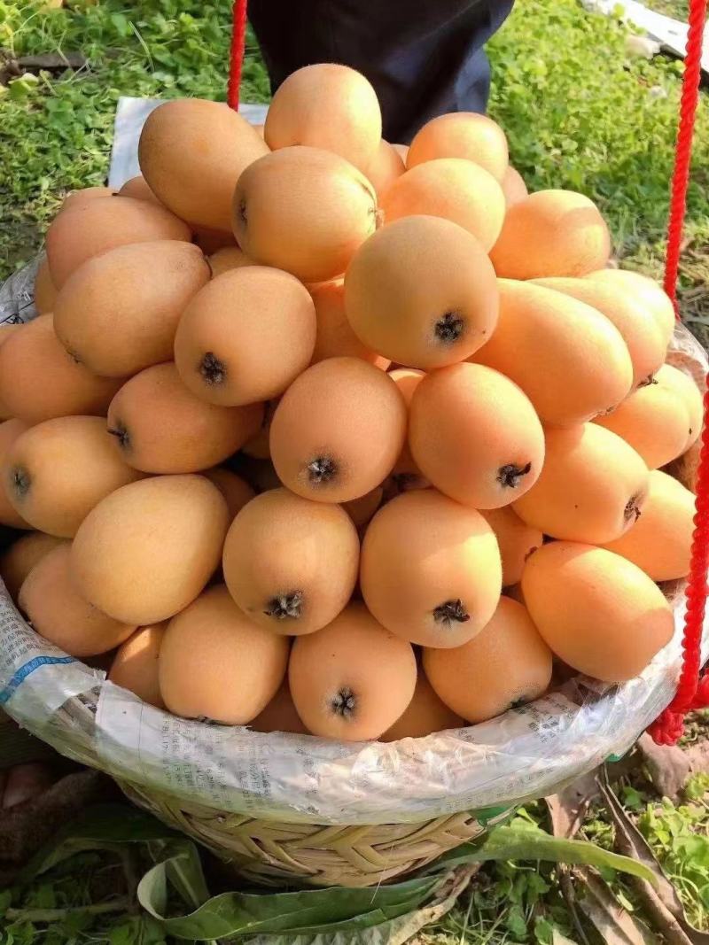 枇杷膏